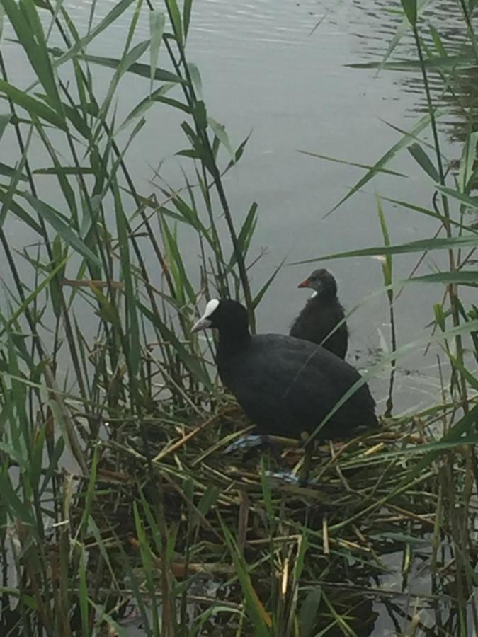 Logies De Meerkoet Brugge Eksteriør bilde